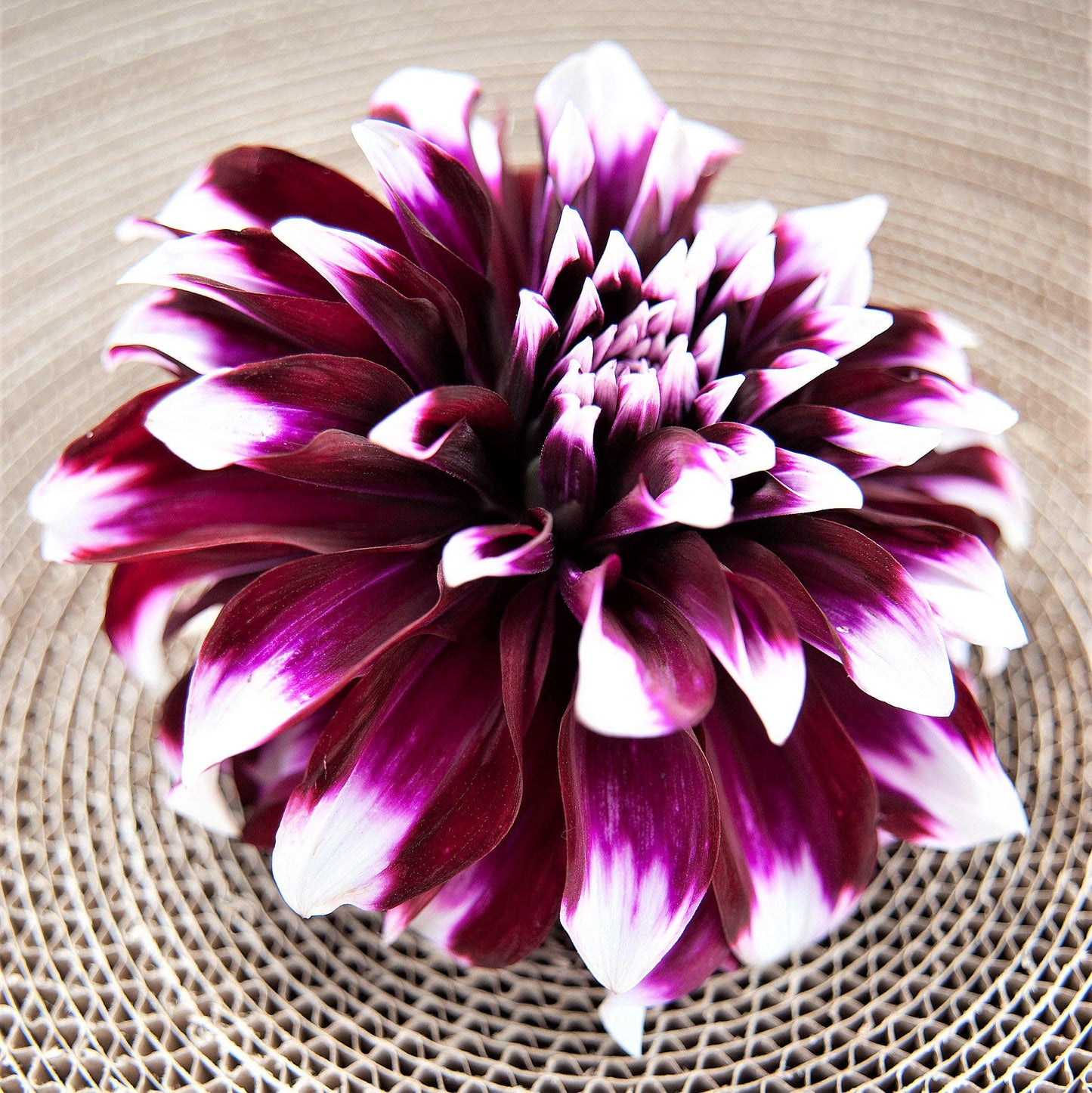 Dahlia - Mystery Day