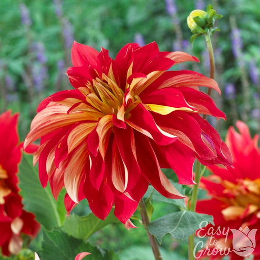Dahlia - Nick Sr.