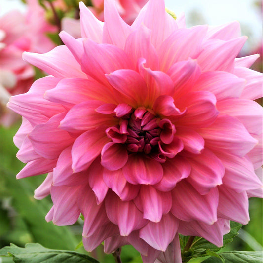 Dahlia - Otto's Thrill
