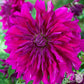 Dahlia - Purple Taiheijo