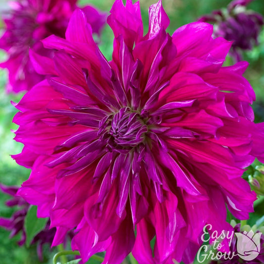 Dahlia - Purple Taiheijo
