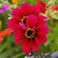 Dahlia - Roxy