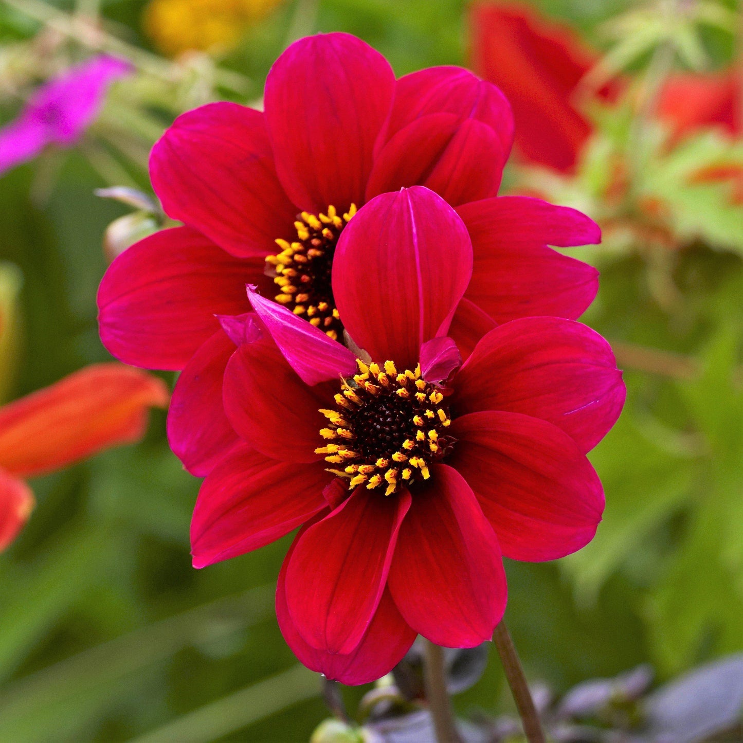 Dahlia - Roxy