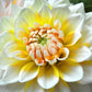 Dahlia - Seattle