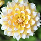 Dahlia - Seattle