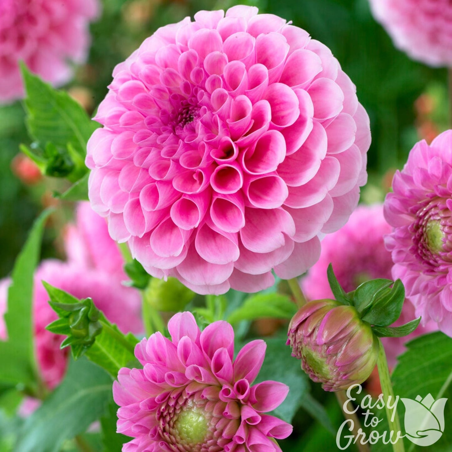 Dahlia - Stolze von Berlin