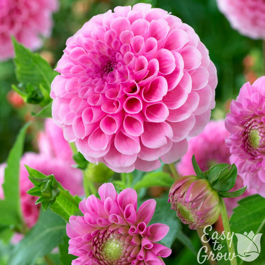 Dahlia - Stolze von Berlin