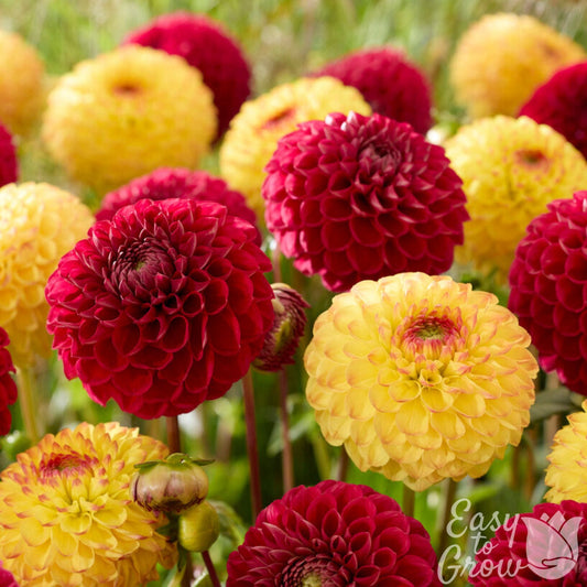 Dahlia Sunset Blaze Mix