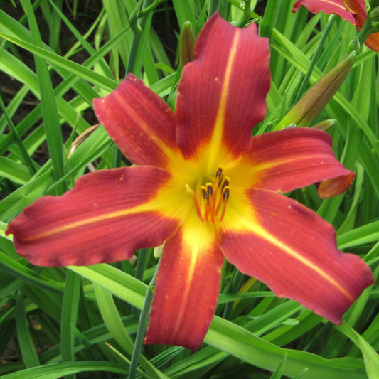 Daylily - Autumn Red