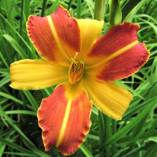 Daylily - Frans Hals