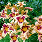 Daylily - Wild Horses