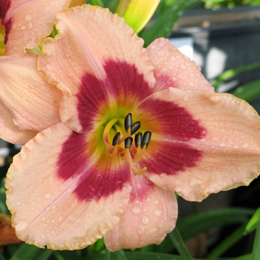Daylily - Wineberry Candy