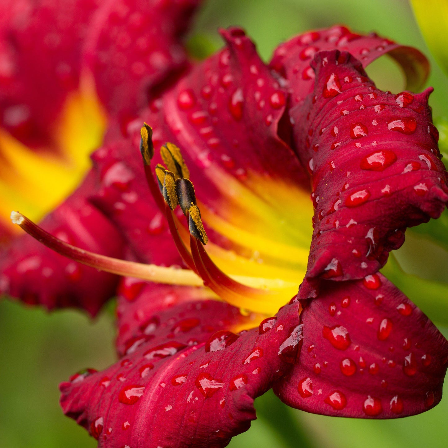 Daylily - Bumper Crop Mix