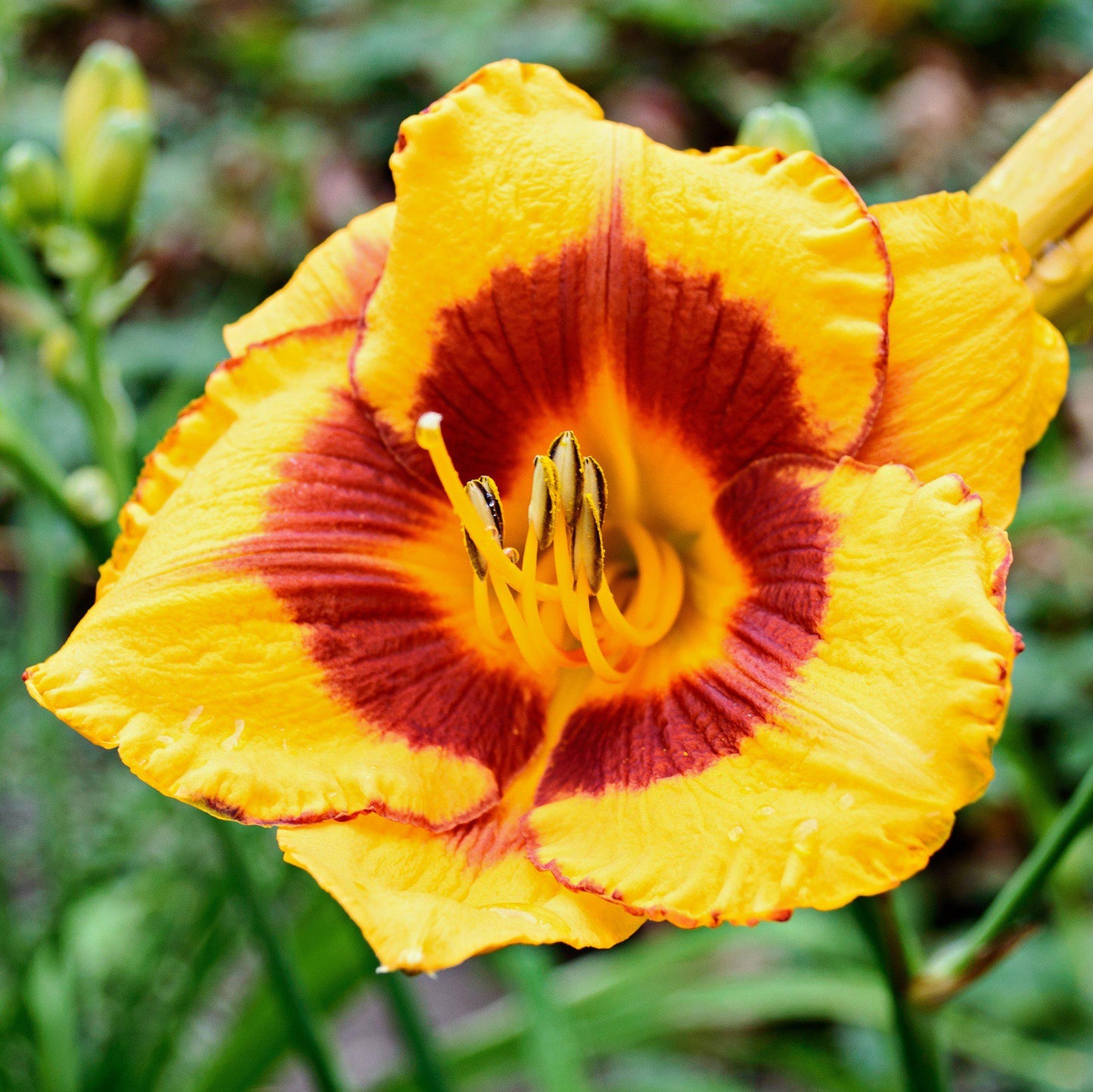 Daylily - Bumper Crop Mix