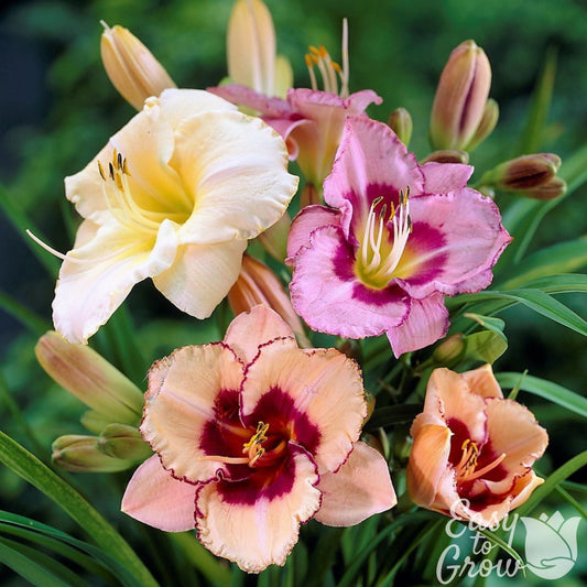 Daylily - Bumper Crop Mix