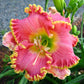 Daylily - Diva's Choice