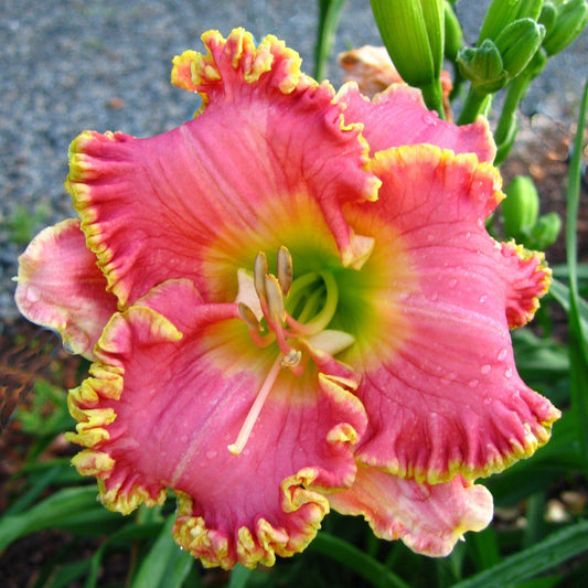 Daylily - Diva's Choice