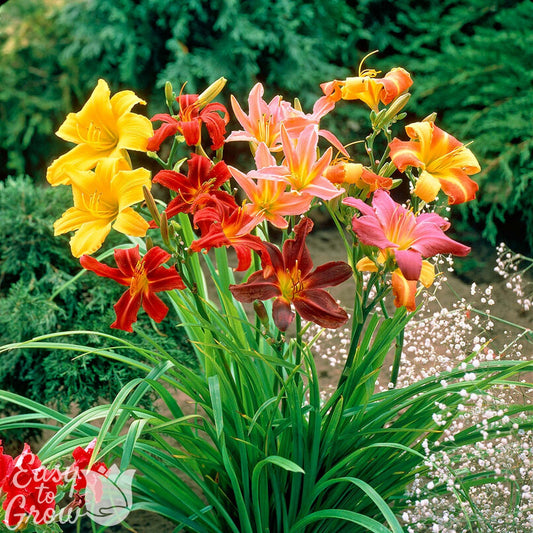Daylily - Colorful & Carefree Collection