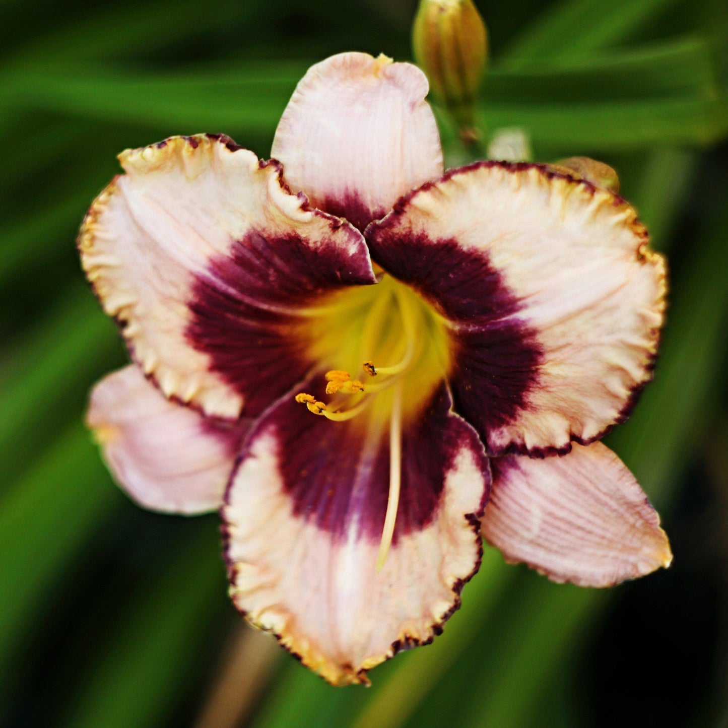 Daylily - Bumper Crop Mix