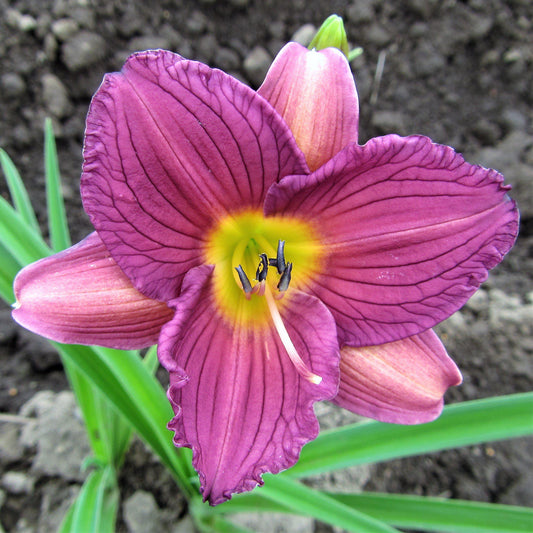 Daylily - Purple De Oro