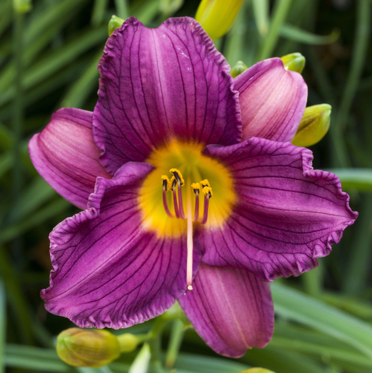 Daylily - Bumper Crop Mix