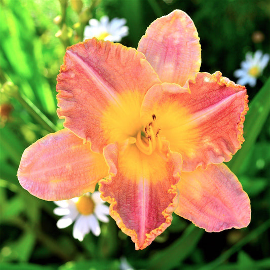 Daylily - Bumper Crop Mix