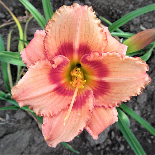 Daylily - Strawberry Candy
