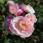 Billet Rose Seedlings Flower Seeds Perennial Growing Bonsai Corms Tubers Potted Planting Reblooming Fragrant Garden Roots Rhizomes Species Blooms Plant Bulbs Gardening Tree