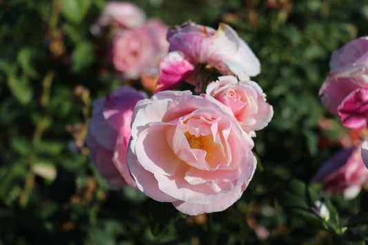 Billet Rose Seedlings Flower Seeds Perennial Growing Bonsai Corms Tubers Potted Planting Reblooming Fragrant Garden Roots Rhizomes Species Blooms Plant Bulbs Gardening Tree