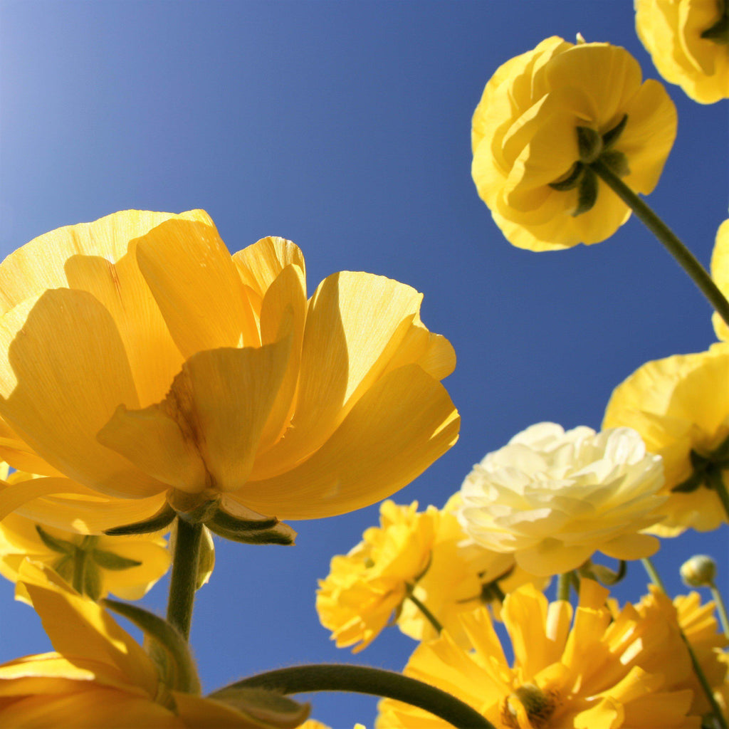 Yellow Ranunculus  Corms Bulbs Growing Bonsai Roots Rhizomes Tubers Potted Planting Reblooming Fragrant Garden Species Blooms Flower Seeds Plant Gardening