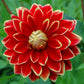 Dahlia - Dutch Carnival