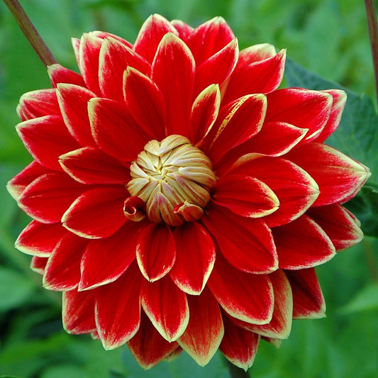 Dahlia - Dutch Carnival
