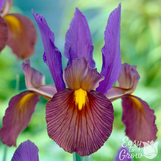 Dutch Iris - Eye of the Tiger