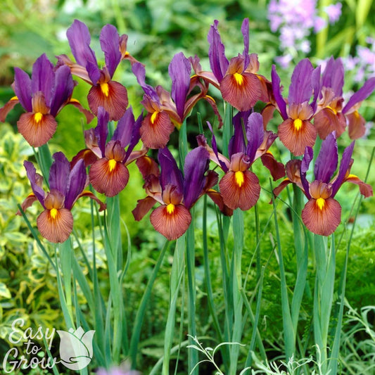Dutch Iris - Eye of the Tiger