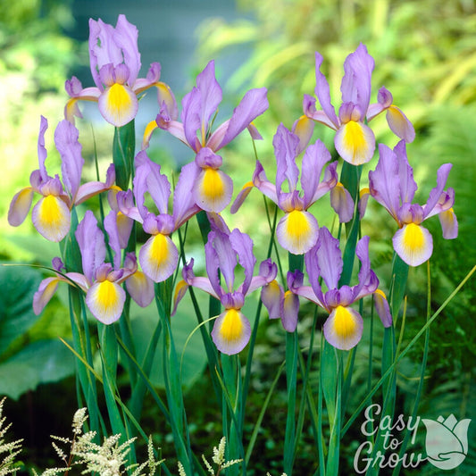 Dutch Iris - Rosario