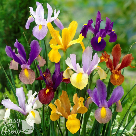 Dutch Iris - Spring Sparkle Mix