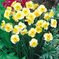 Rockery Narcissus Collection Daffodil  Bulbs Blooms Species Growing Bonsai Roots Rhizomes Corms Tubers Potted Planting Reblooming Fragrant Garden Flower Seeds Plant