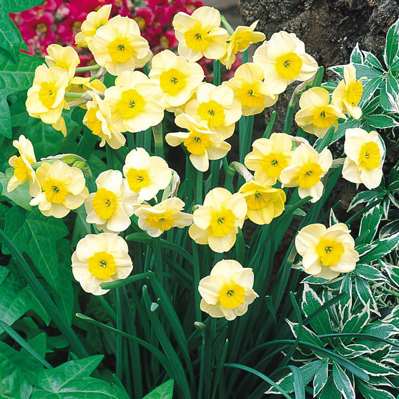Rockery Narcissus Collection Daffodil  Bulbs Blooms Species Growing Bonsai Roots Rhizomes Corms Tubers Potted Planting Reblooming Fragrant Garden Flower Seeds Plant