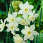Rockery Narcissus Collection Daffodil  Bulbs Blooms Species Growing Bonsai Roots Rhizomes Corms Tubers Potted Planting Reblooming Fragrant Garden Flower Seeds Plant