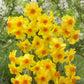 Rockery Narcissus Collection Daffodil  Bulbs Blooms Species Growing Bonsai Roots Rhizomes Corms Tubers Potted Planting Reblooming Fragrant Garden Flower Seeds Plant
