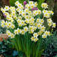 Rockery Narcissus Collection Daffodil  Bulbs Blooms Species Growing Bonsai Roots Rhizomes Corms Tubers Potted Planting Reblooming Fragrant Garden Flower Seeds Plant
