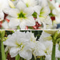 White Clouds Duo Amaryllis Hippeastrum Blooms Species Growing Bonsai Bulbs Roots Rhizomes Corms Tubers Potted Planting Reblooming Fragrant Garden Flower Seeds Plant  Size 12-16cm