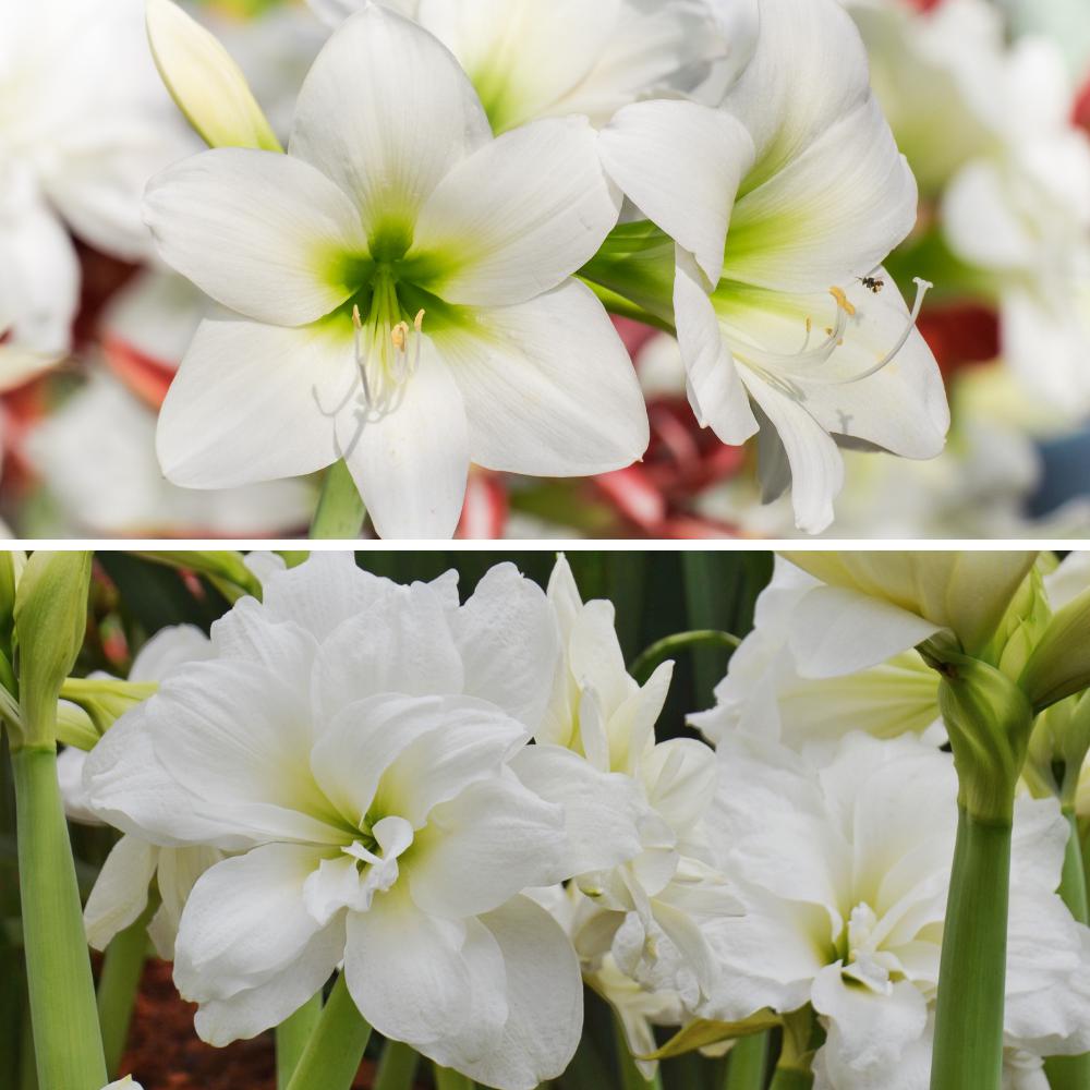 White Clouds Duo Amaryllis Hippeastrum Blooms Species Growing Bonsai Bulbs Roots Rhizomes Corms Tubers Potted Planting Reblooming Fragrant Garden Flower Seeds Plant  Size 12-16cm