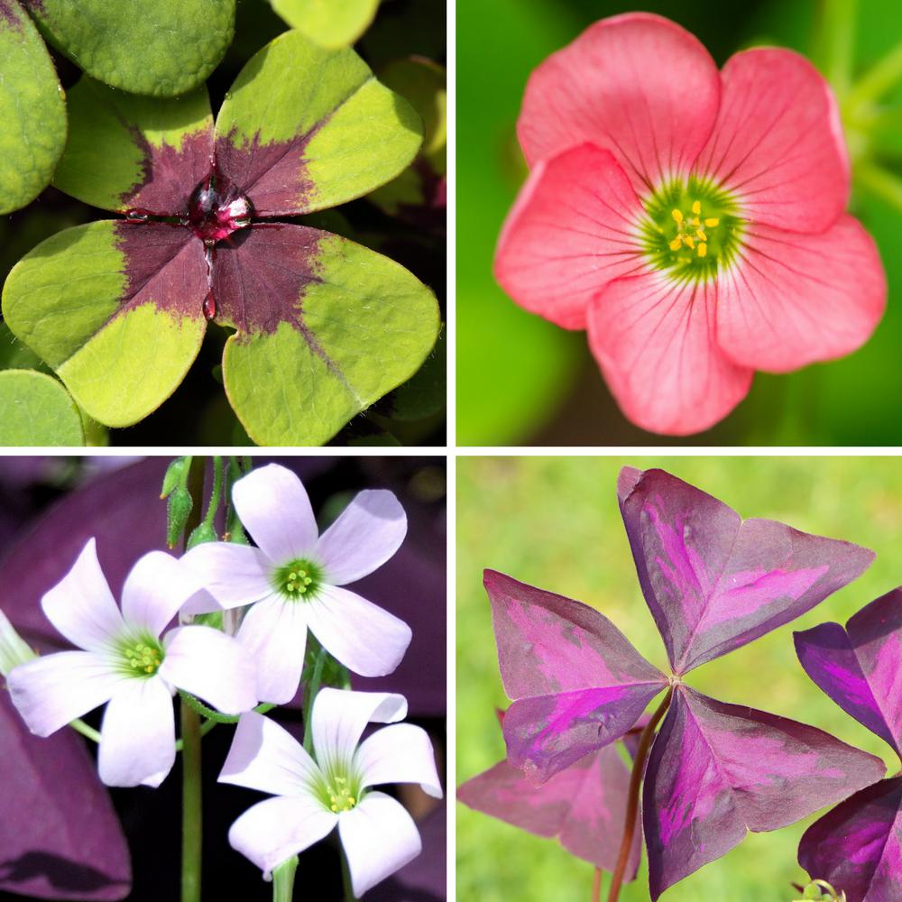 Seedsplant AA001 Oxalis Bulbs Wood Sorrel Shamrock Perennial Growing Bonsai Roots Rhizomes Corms Tubers Potted Planting Reblooming Fragrant Garden Species Blooms Flower Seeds Plant Gardening