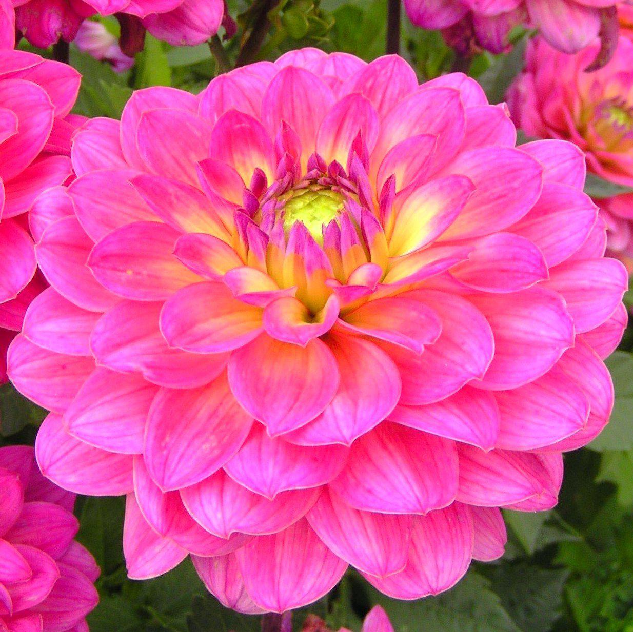 Dahlia - El Santo