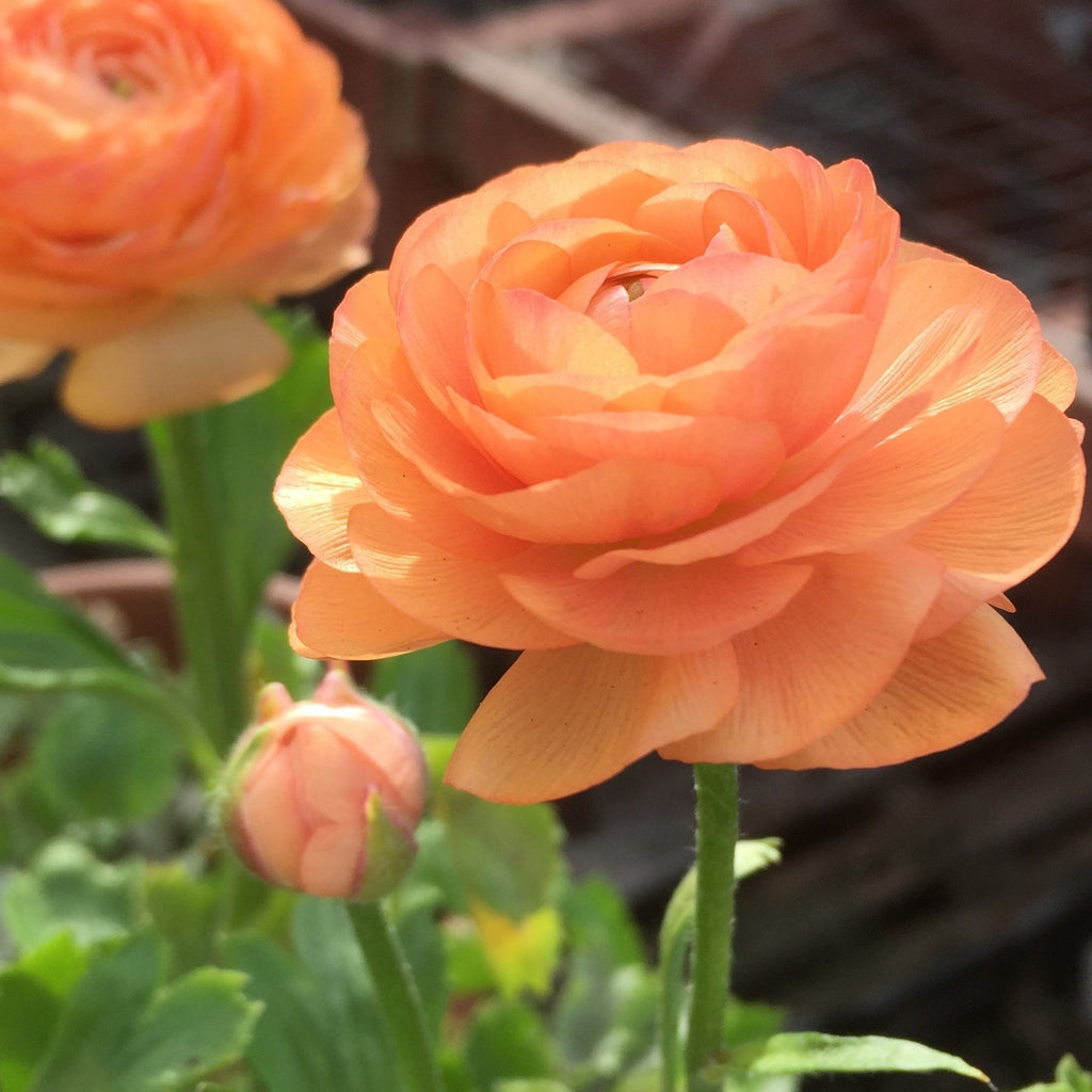 Salmon Ranunculus Corms Bulbs Persian Buttercup Growing Bonsai Roots Rhizomes Tubers Potted Planting Reblooming Fragrant Garden Species Blooms Flower Seeds Plant Gardening