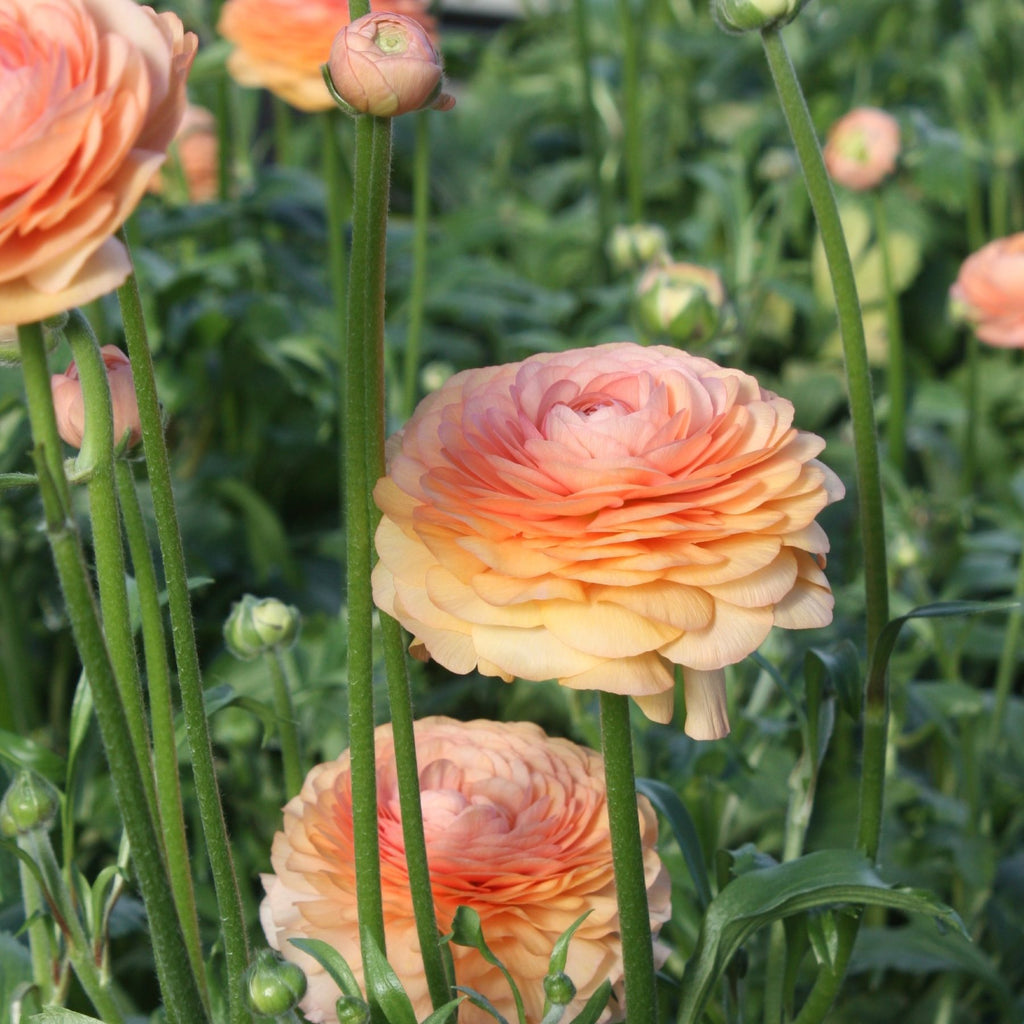Salmon Ranunculus Corms Bulbs Persian Buttercup Growing Bonsai Roots Rhizomes Tubers Potted Planting Reblooming Fragrant Garden Species Blooms Flower Seeds Plant Gardening