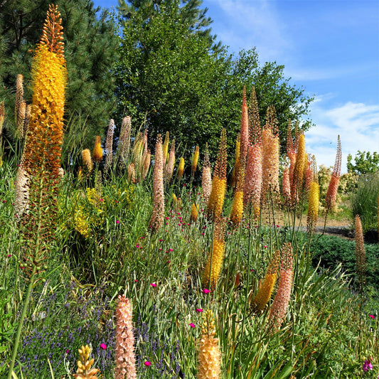 Eremurus - Shelford Hybrid Mix