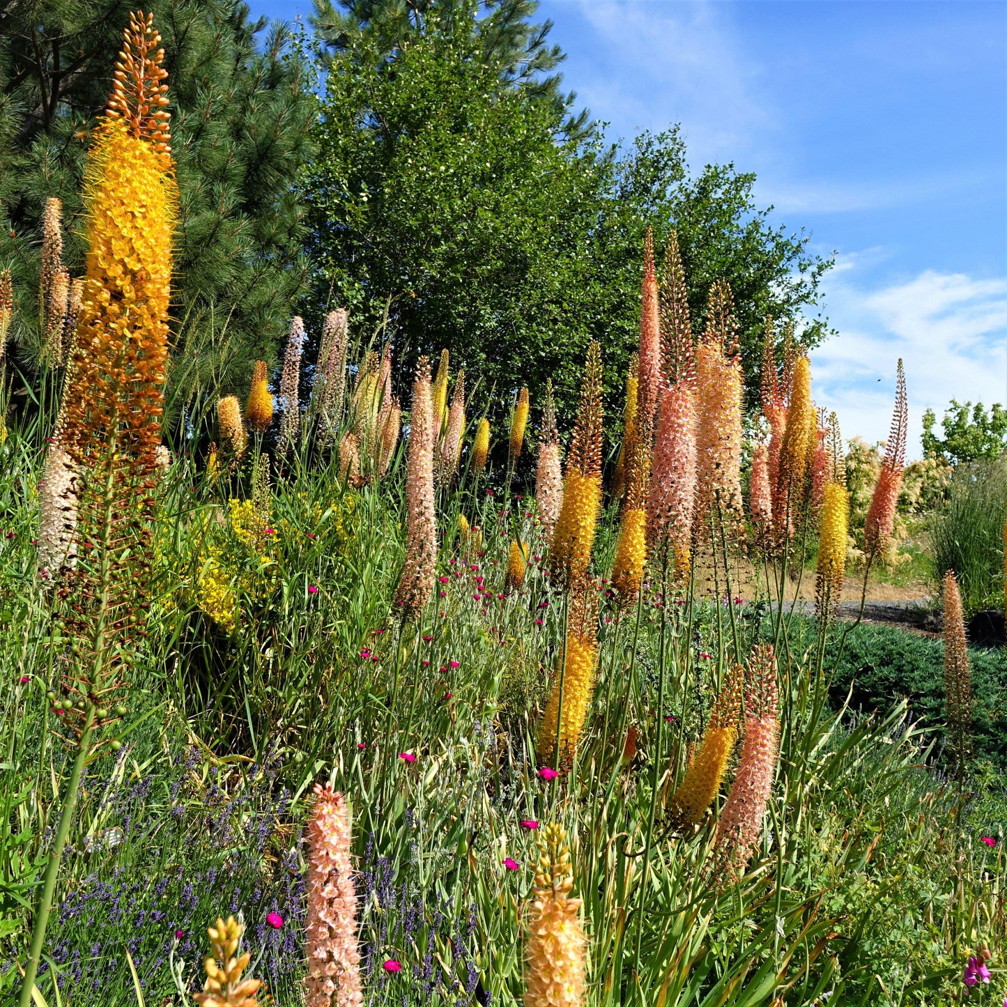 Eremurus - Shelford Hybrid Mix
