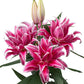 Lilium - Oriental Roselily Lorena